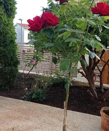 Gregovica &t 2 * プーラ